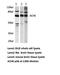 Acetylcholinesterase antibody, LS-C191904, Lifespan Biosciences, Western Blot image 