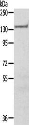 SAM And SH3 Domain Containing 1 antibody, CSB-PA382337, Cusabio, Western Blot image 