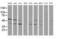 Mitogen-Activated Protein Kinase 13 antibody, MA5-26206, Invitrogen Antibodies, Western Blot image 