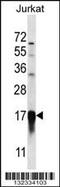 Prefoldin Subunit 5 antibody, MBS9214024, MyBioSource, Western Blot image 