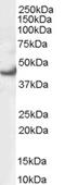 Oxysterol Binding Protein antibody, orb18995, Biorbyt, Western Blot image 