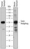 Sonic Hedgehog Signaling Molecule antibody, AF464, R&D Systems, Western Blot image 