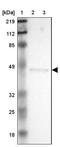 Endoplasmic Reticulum Protein 44 antibody, NBP1-89617, Novus Biologicals, Western Blot image 