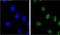 Steroid hormone receptor ERR1 antibody, PA5-35348, Invitrogen Antibodies, Immunofluorescence image 