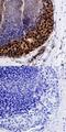 BMI1 Proto-Oncogene, Polycomb Ring Finger antibody, MAB33342, R&D Systems, Immunohistochemistry frozen image 