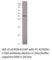 Atypical Chemokine Receptor 2 antibody, ACRD6-612AP, FabGennix, Western Blot image 