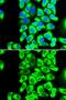 Ribosomal Protein S3A antibody, GTX33478, GeneTex, Immunofluorescence image 