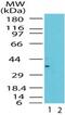 MTOR Associated Protein, LST8 Homolog antibody, PA1-41327, Invitrogen Antibodies, Western Blot image 