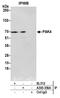 P21 (RAC1) Activated Kinase 4 antibody, A300-356A, Bethyl Labs, Immunoprecipitation image 