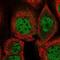Zinc Finger Matrin-Type 3 antibody, NBP2-58074, Novus Biologicals, Immunofluorescence image 