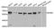 Inhibin Subunit Beta A antibody, TA332948, Origene, Western Blot image 