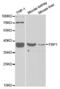 Fructose-Bisphosphatase 1 antibody, abx004141, Abbexa, Western Blot image 