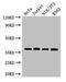 RAD51 Recombinase antibody, CSB-PA019268LA01HU, Cusabio, Western Blot image 