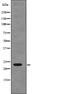 RAS Related antibody, PA5-64851, Invitrogen Antibodies, Western Blot image 