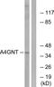 Alpha-1,4-N-Acetylglucosaminyltransferase antibody, GTX87765, GeneTex, Western Blot image 