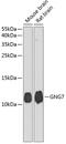 G Protein Subunit Gamma 7 antibody, 13-369, ProSci, Western Blot image 