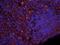 MS2 antibody, orb389340, Biorbyt, Immunofluorescence image 