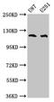 ABL Proto-Oncogene 2, Non-Receptor Tyrosine Kinase antibody, LS-C671316, Lifespan Biosciences, Western Blot image 
