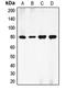 Ezrin antibody, LS-C352999, Lifespan Biosciences, Western Blot image 