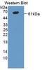 CD101 Molecule antibody, LS-C374127, Lifespan Biosciences, Western Blot image 