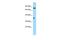 G1 To S Phase Transition 1 antibody, PA5-45624, Invitrogen Antibodies, Western Blot image 