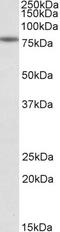 Calpain 1 antibody, LS-B11190, Lifespan Biosciences, Western Blot image 