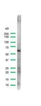 Occludin antibody, PA5-32524, Invitrogen Antibodies, Western Blot image 