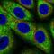 Ribosomal Protein L37a antibody, HPA065327, Atlas Antibodies, Immunocytochemistry image 