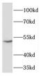 FIC Domain Containing antibody, FNab03128, FineTest, Western Blot image 