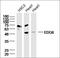 Sphingosine-1-Phosphate Receptor 4 antibody, orb5988, Biorbyt, Western Blot image 