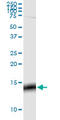 G Protein Subunit Gamma 3 antibody, LS-C197319, Lifespan Biosciences, Western Blot image 