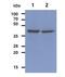 Ribonuclease inhibitor antibody, NBP1-30167, Novus Biologicals, Western Blot image 