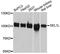 SEL1L Adaptor Subunit Of ERAD E3 Ubiquitin Ligase antibody, A12073, ABclonal Technology, Western Blot image 