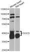 Sarcoglycan Delta antibody, LS-C748404, Lifespan Biosciences, Western Blot image 