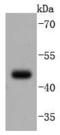 Paired box protein Pax-5 antibody, A00669, Boster Biological Technology, Western Blot image 