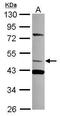 Tripartite motif-containing protein 15 antibody, PA5-31058, Invitrogen Antibodies, Western Blot image 