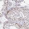 SIN3 Transcription Regulator Family Member A antibody, NBP2-38949, Novus Biologicals, Immunohistochemistry frozen image 