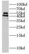 Protein O-Fucosyltransferase 2 antibody, FNab06603, FineTest, Western Blot image 