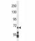 Lysine Methyltransferase 2E antibody, F40100-0.4ML, NSJ Bioreagents, Western Blot image 