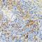 Endothelin Converting Enzyme 1 antibody, GTX54043, GeneTex, Immunohistochemistry paraffin image 
