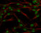Transcription factor SOX-3 antibody, GTX129235, GeneTex, Immunofluorescence image 