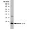 Interleukin 10 antibody, MCA1302G, Bio-Rad (formerly AbD Serotec) , Flow Cytometry image 