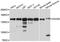 DEAH box protein 38 antibody, A4341, ABclonal Technology, Western Blot image 