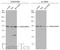 Dishevelled Segment Polarity Protein 2 antibody, GTX111156, GeneTex, Western Blot image 