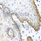 Vasoactive Intestinal Peptide antibody, A1804, ABclonal Technology, Immunohistochemistry paraffin image 