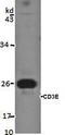 Serpin Family A Member 3 antibody, orb10017, Biorbyt, Immunocytochemistry image 