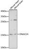 CSL-type zinc finger-containing protein 3 antibody, LS-C750531, Lifespan Biosciences, Western Blot image 