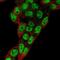 Prospero Homeobox 1 antibody, NBP2-55154, Novus Biologicals, Immunofluorescence image 