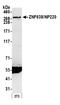 Zinc Finger Protein 638 antibody, A301-548A, Bethyl Labs, Western Blot image 