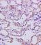 TNF Superfamily Member 18 antibody, orb13726, Biorbyt, Immunohistochemistry paraffin image 